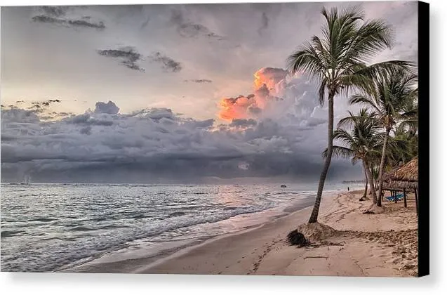 Palm Trees and Clouds - Canvas Print