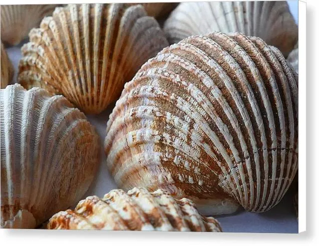Sea Shells - Canvas Print
