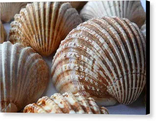 Sea Shells - Canvas Print